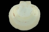 藏品(臺灣日月蛤)的圖片